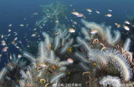东京湾出现奇特生态现象：巨大珊瑚迅速生长与热带鱼群繁衍