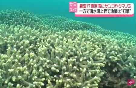 东京湾海水温暖化引发自然奇观：珊瑚迅速生长，热带鱼群涌现