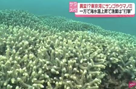 东京湾海水变暖引发自然奇观：珊瑚快速生长与热带鱼类激增