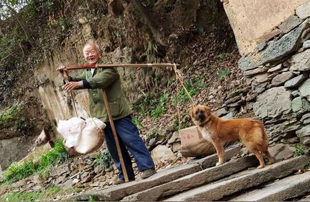 研究揭示：中华田园犬可能是所有犬种的始祖