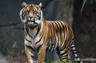 小型猫科动物中的老虎相貌：家猫大小却性格激烈