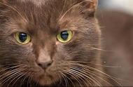 巧克力光泽的哈瓦那猫：揭秘这一品种