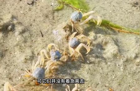 寻找新居的海洋小居民：寄居蟹的故事