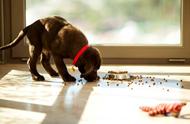 新到家的小狗如何快速增肥？5个有效的喂养策略