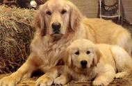 全球十大最受欢迎狗狗，金毛和拉布拉多入选，有你家的吗？