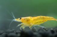 探索水晶虾的奇妙世界：世界上最累的宠物？