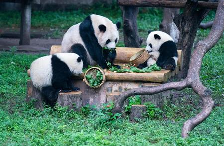 揭秘80年前熊猫被盗事件：哈巴狗背后的真相