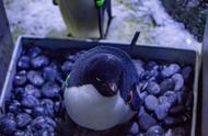 上海海昌海洋公园惊喜：阿德利企鹅创纪录产下15枚蛋