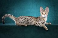 揭秘“猫中贵族”：五种令人向往的猫咪品种