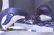 上海海昌海洋公园创纪录：阿德利企鹅成功产下15枚蛋