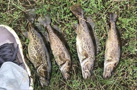 夏季野钓攻略：挑选最易上钩的四种鱼
