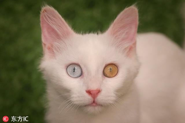探访土耳其梵猫研究中心 异色瞳喵星人迷倒众人