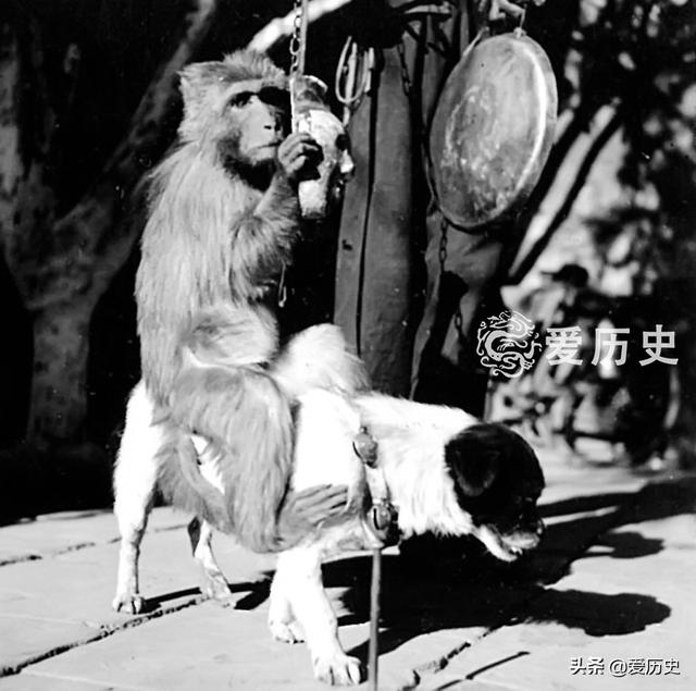 老照片：民国时黄渤眼中的国粹 疯狂的大师兄把京巴当坐骑