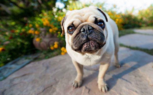地球上10大名狗，金毛寻回犬和拉布拉多上榜，你家养了哪个？