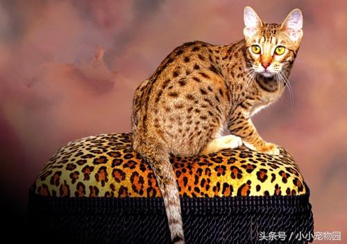 世界上最早出现的家猫——埃及猫