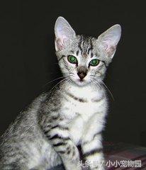 世界上最早出现的家猫——埃及猫