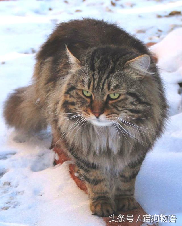 容易与挪威森林猫混淆的猫：西伯利亚猫