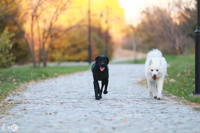 狗年拍狗：白色的萨摩耶，家里的的棉花糖